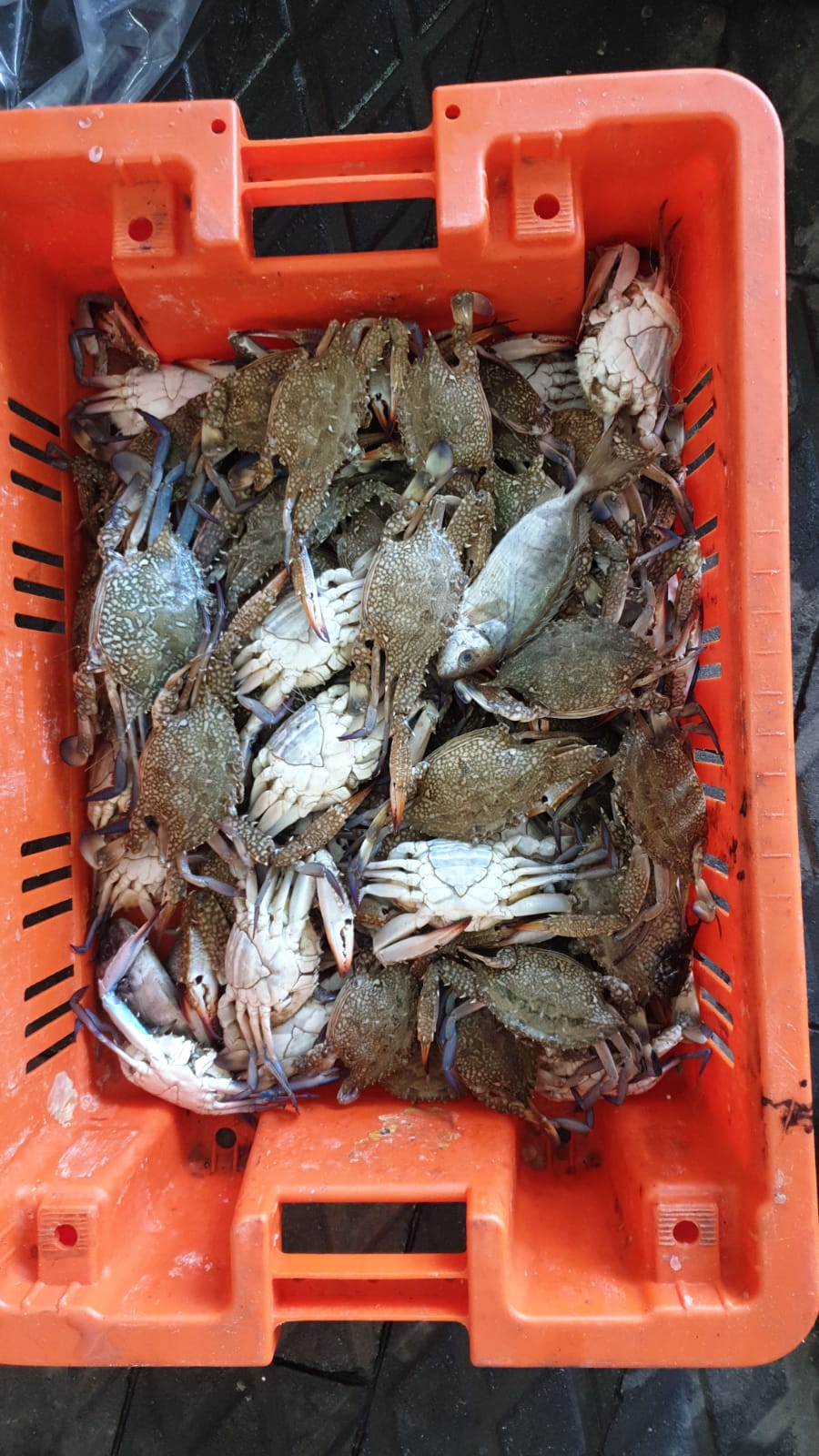 WhatsApp Image 2020-01-30 at 10.32.39 AM.jpeg.jpeg